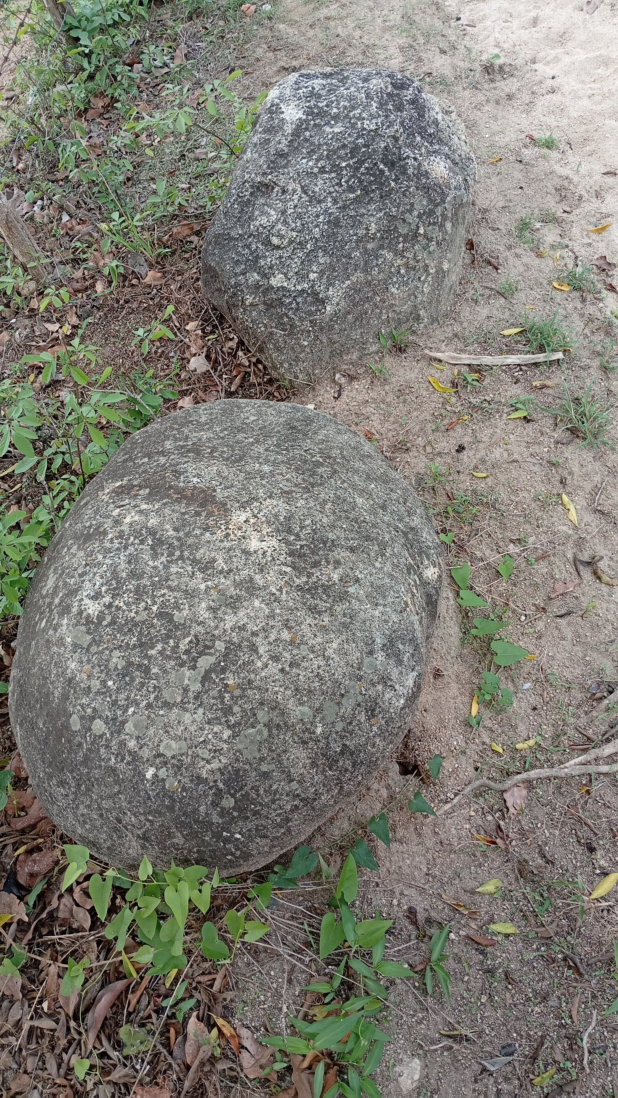 Tamaca de Toro